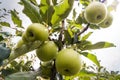 Rippe green apples in the orchard