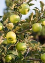 Rippe green apples in the orchard