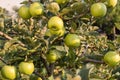 Rippe green apples in the orchard