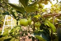 Rippe green apples in the orchard