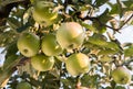 Rippe green apples in the orchard Royalty Free Stock Photo