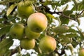 Rippe green apples in the orchard