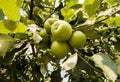 Rippe green apples in the orchard ready for harvests