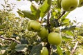 Rippe green apples in the orchard