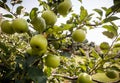 Rippe green apples in the orchard