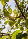 Rippe green apples in the orchard