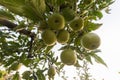 Rippe green apples in the orchard