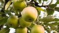 Rippe green apples in the orchard