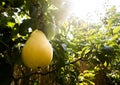 Rippe pear in the orchard ready for harvests