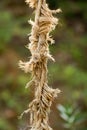 ripped rope Royalty Free Stock Photo