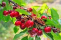 Rippen cherries on a branch Royalty Free Stock Photo