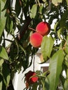 The rippen peaches Royalty Free Stock Photo