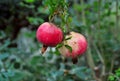 Rippen Pomegranats