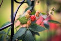 Ripening Blackberries