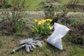 Ripper tool, mineral granulated fertilizer and gloves are in garden near flowering tulips at spring.
