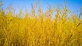 A Ripping mustard crop field with blue sky