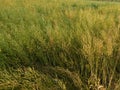 Mustard seed with the trees and the mustard plant is a plant species in the genera Brassica