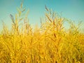 Ripping mustard crop field on sky