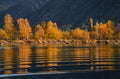 Ripple.Autumn Golden Reflection Of Beerch Trees In Blue Water At Sunset. Colorful Foliage Over Lake With Beautiful Woods In Yellow