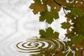Ripple, leaf and nature with water drop pattern with mockup for 3d, digital and texture. Environment, design and waves
