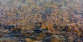 Ripple transparent sea surface background with brown algae Royalty Free Stock Photo