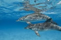 Rippled Dolphin Pair Royalty Free Stock Photo