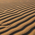 Rippled sand dunes highlighted by low sunlight create a striking pattern of alternating Royalty Free Stock Photo