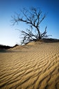 Rippled Sand Dunes Jockeys Ridge Outer Banks NC Royalty Free Stock Photo