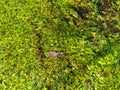 Rippled and sparkling water reflects bright green nature abstract