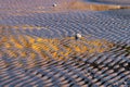 Rippled structures on a sandy beach with golden reflections of a cliff at sunset
