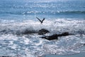 Ripples of blue ocean waves rolling in at the beach with a bird and blue skies Royalty Free Stock Photo