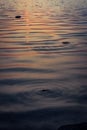 Ripples Royalty Free Stock Photo