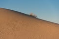 Ripples in dunes at Monahans Sandhills