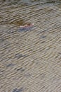 Freshwater Marsh Ripples - Ventura Coast - 071322