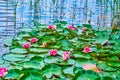 The ripples on the lake with swaying Nymphaea Escarboucle (waterlily Royalty Free Stock Photo