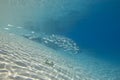 Ripples of sunlight underwater Royalty Free Stock Photo