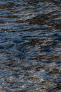 Ripples on surface of running shallow river