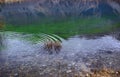 Ripples on the water in mountain lake Royalty Free Stock Photo