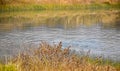 Ripples of the water of pond with landscape picture of wetland ground and water with grass and plants in the Indian subcontinent