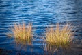 Ripples In Water. View Of Swamp Lake With Grass Bushes. Texture Background. Close Up.