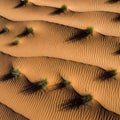 Resembling tussocks, emerges from the dunes, casting elongated Royalty Free Stock Photo