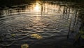 Rippling water in a pond is adorned with circular reflections of the setting Royalty Free Stock Photo