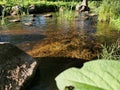 the undulating waters of the river among reeds and leaves