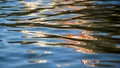 Rippling water surface with abstract reflections of light and color Royalty Free Stock Photo