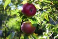 Ripre apples on the tree against blue sky Royalty Free Stock Photo