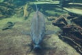Ripsaw catfish Royalty Free Stock Photo