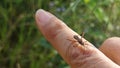 the Riptortus linearis bug perching and crawling on human hand. Royalty Free Stock Photo