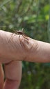 the Riptortus linearis bug perching and crawling on human hand. Royalty Free Stock Photo