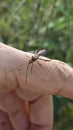 the Riptortus linearis bug perching and crawling on human hand. Royalty Free Stock Photo