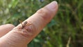 the Riptortus linearis bug perching and crawling on human hand. Royalty Free Stock Photo
